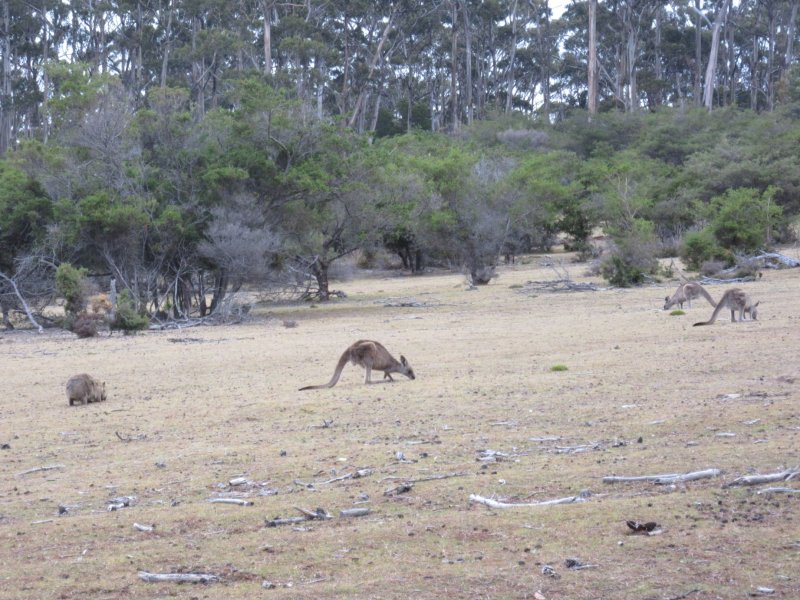 How many kangaroos and wombats can you see?