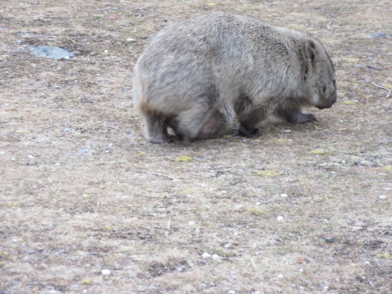 A mother and a joey in her pouch - it's almost dragging on the ground