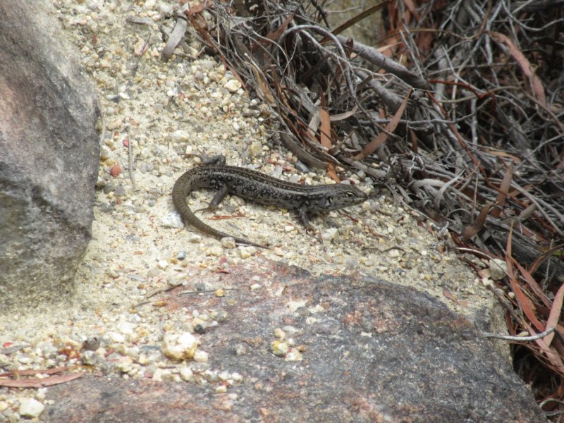 Wee lizard at the lighthouse