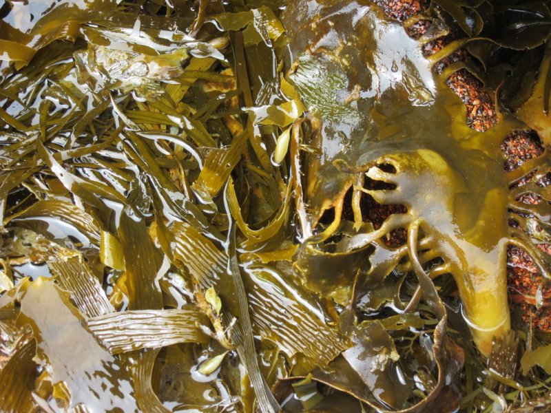 Kelp forests in the sea - some wash ashore