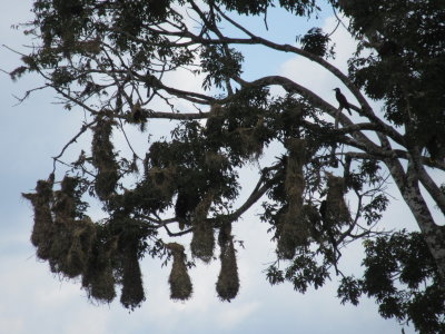 Bird and several hanging nests (sorry can't remember it's name)