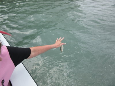 Jackie feeding the tarpons