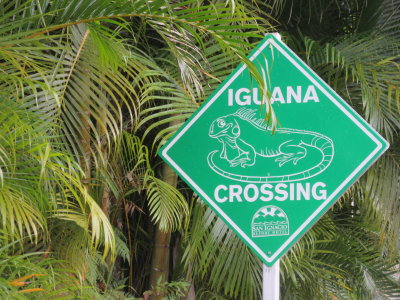 Green Iguana Conservation Project