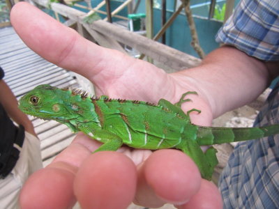Green Iguana Conservation Project