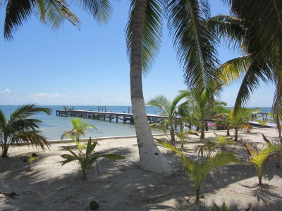 Palm trees and sand