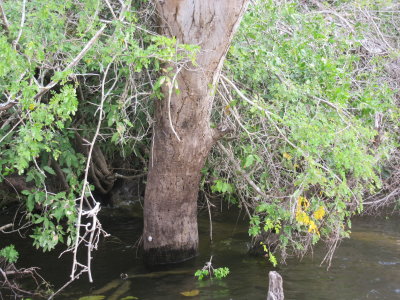Lamanai / New River