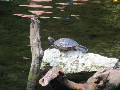 Turtle warming up