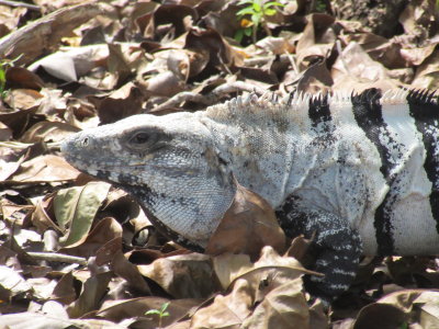 Iguana in the leaves