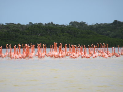 The star attraction - flamingos