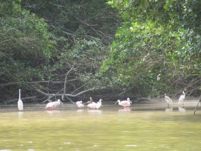 Egrets also become pink