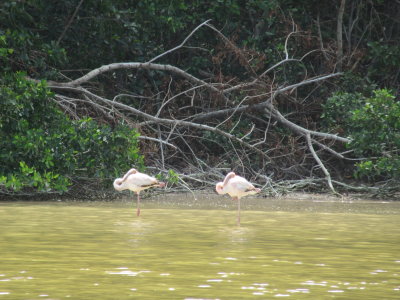 A couple of sleeping, young flamingos