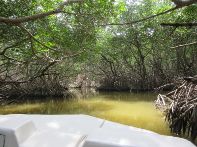 Into a mangrove tunnel