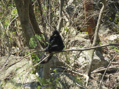 Spider monkey - on a tree by the water