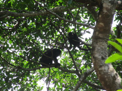 Howler monkeys - these guys were extremely loud