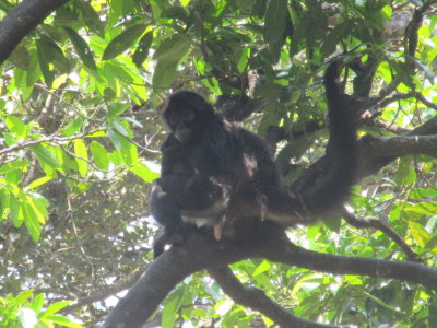 Mother and baby spider monkeys