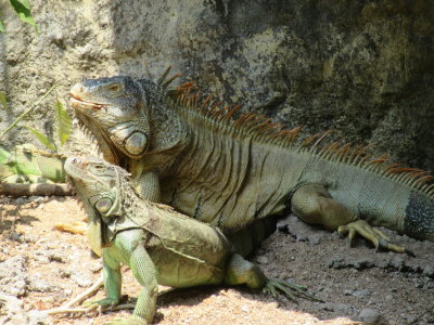 Green iguanas