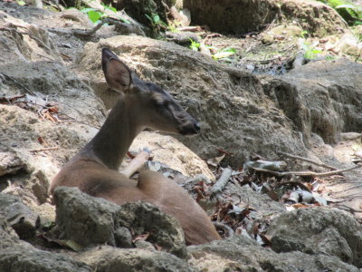 White-tipped deer