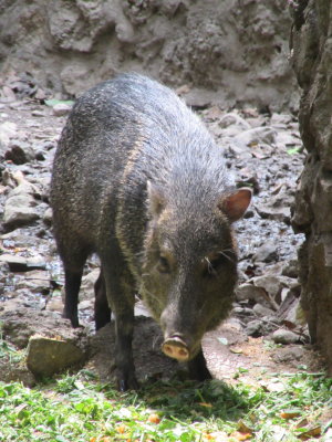 Peccary - you could smell onions - that's how you know they are around