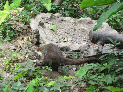 Coati