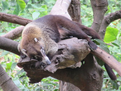 Coati curled up asleep