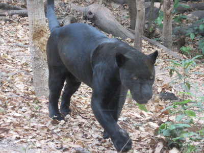 Black Jaguar