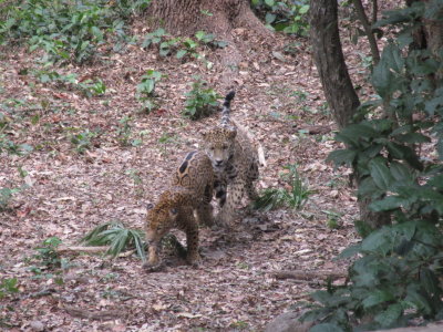 Jaguars