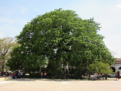 La Pochota - a centuries-old ceiba tree - venerated by the indigenous people who founded the town
