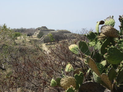 Cactus and ruins
