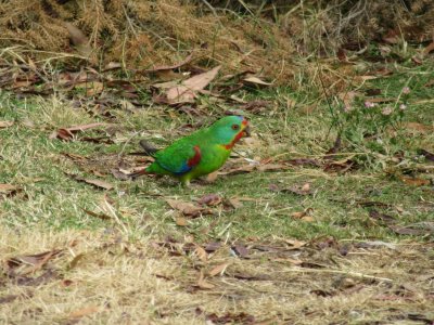 Another colourful little bird in camp - green rosella?