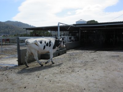 Pyengana Dairy Farm - cow taking itself off to be milked