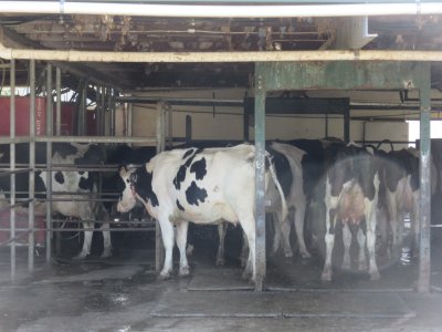 Queuing to be milked by the milking robots - it is fully automated