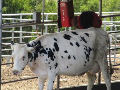 After being milked, a little bum rub