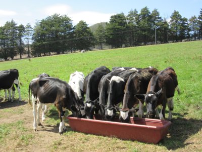 Feeding time for the calves 
