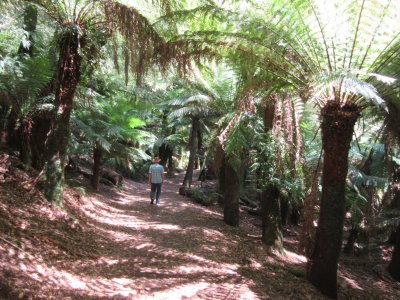 Trail through the ferns to the falls