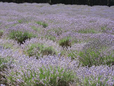 ...producing lavender oil for the perfume industry