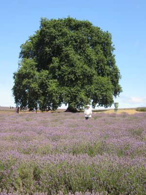 The flowering season is mid-December...