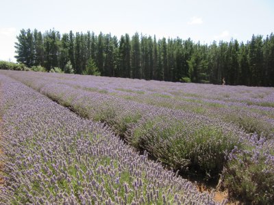 Rows and rows of lavender plants