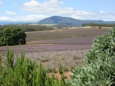 Bridestowe Lavender Estate