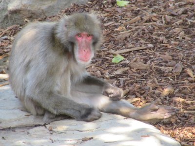 Launceston City Park - Japanese Macaques