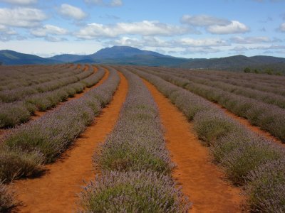 The largest lavender farm in the southern hemisphere...