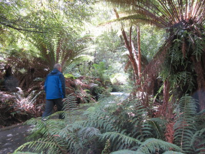 Walk through the forest to King Solomons Cave