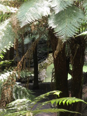 Through lovely temperate rainforest