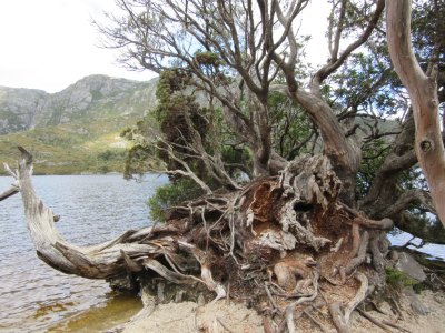 Quartzite beach and upturned tree