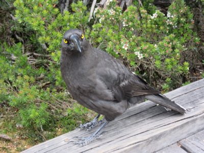 Black Currawong - we've seen these guys everywhere in Tassie