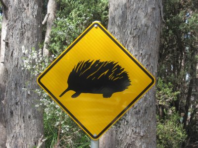 Look out for echidnas at our camp...