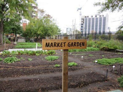Growing veg in the city