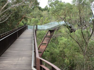 Walkway that takes you up to the canopy of a stand of eucalypts