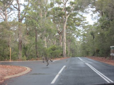 Kangaroo was sitting in the middle of the road - we stopped, waited and then he hopped off