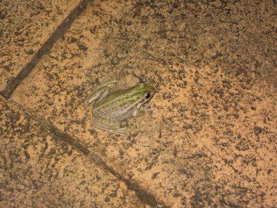 Frog in the loo
