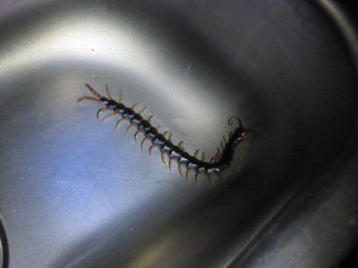 Centipede in the sink